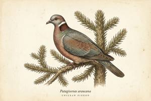 Chilean Pigeon illustration