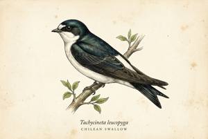 Chilean Swallow illustration