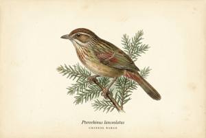 Chinese Babax illustration