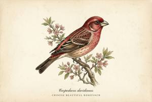 Chinese Beautiful Rosefinch illustration