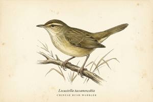 Chinese Bush Warbler illustration