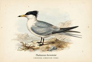 Chinese Crested Tern illustration
