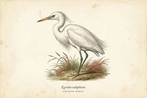 Chinese Egret illustration