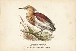 Chinese Pond-Heron illustration