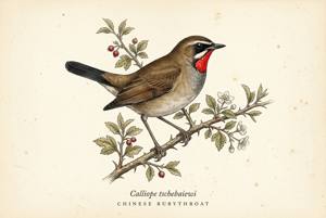 Chinese Rubythroat illustration