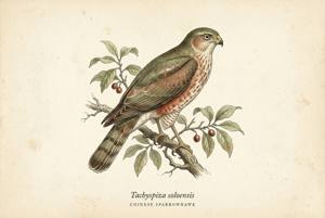 Chinese Sparrowhawk illustration