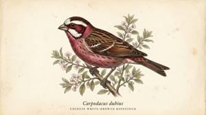 Chinese White-browed Rosefinch illustration