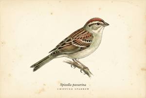 Chipping Sparrow illustration
