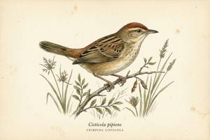 Chirping Cisticola illustration
