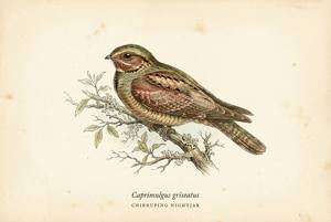 Chirruping Nightjar illustration