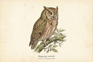 Choco Screech-Owl illustration