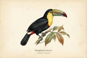 Choco Toucan illustration