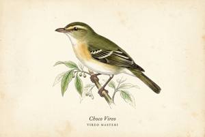 Choco Vireo illustration