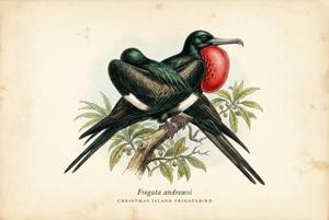 Christmas Island Frigatebird illustration