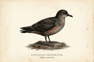 Christmas Shearwater illustration