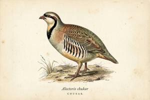 Chukar illustration