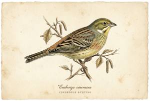 Cinereous Bunting illustration