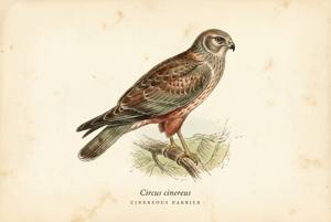 Cinereous Harrier illustration