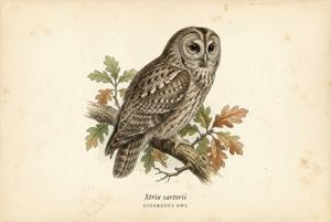 Cinereous Owl illustration