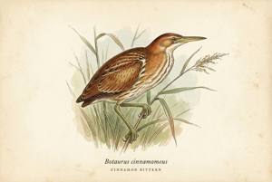 Cinnamon Bittern illustration