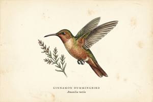 Cinnamon Hummingbird illustration