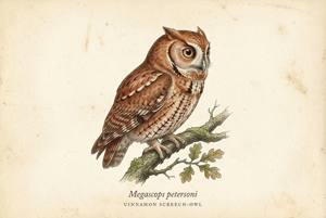 Cinnamon Screech-Owl illustration