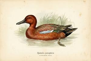 Cinnamon Teal illustration