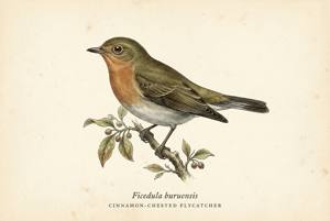 Cinnamon-chested Flycatcher illustration