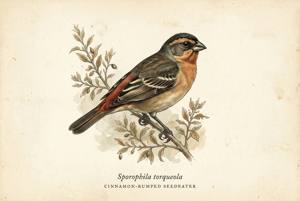 Cinnamon-rumped Seedeater illustration