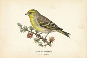Citril Finch illustration