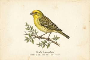 Citron-headed Yellow-Finch illustration