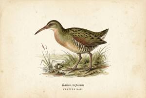 Clapper Rail illustration