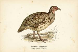 Clapperton's Spurfowl illustration