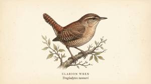 Clarion Wren illustration