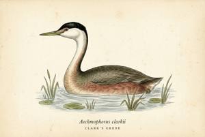 Clark's Grebe illustration