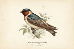 Cliff Swallow illustration