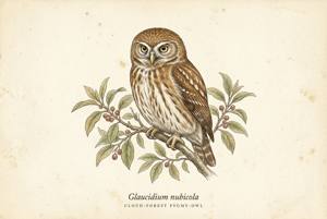 Cloud-forest Pygmy-Owl illustration