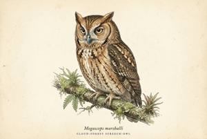 Cloud-forest Screech-Owl illustration