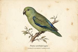 Cobalt-rumped Parrotlet illustration