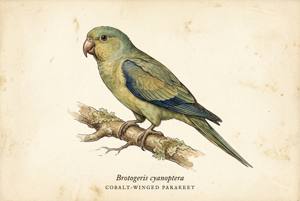 Cobalt-winged Parakeet illustration