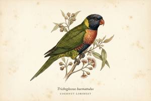 Coconut Lorikeet illustration