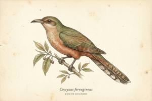 Cocos Cuckoo illustration
