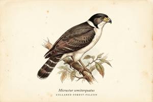 Collared Forest-Falcon illustration