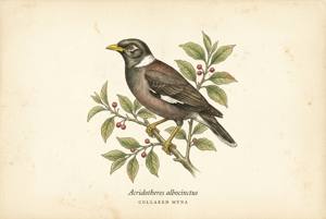 Collared Myna illustration