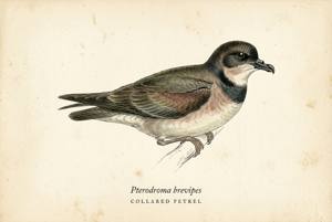 Collared Petrel illustration