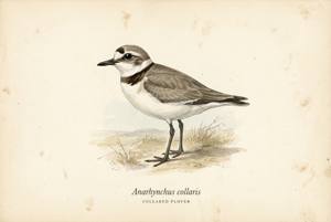 Collared Plover illustration