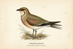 Collared Pratincole illustration