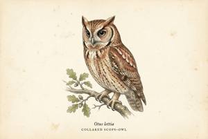 Collared Scops-Owl illustration
