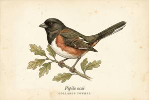 Collared Towhee illustration