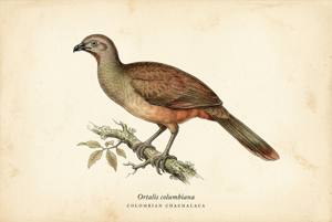 Colombian Chachalaca illustration